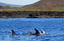 Risso&#39;s dolphin (Grampus griseus) at surface, Punta de La Rasca, Tenerife, Canary Islands.