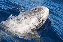 Risso&#39;s dolphin (Grampus griseus) at surface, Fuerteventura, Canary Islands.