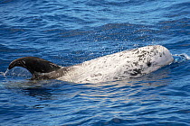 Risso&#39;s dolphin (Grampus griseus) at surface, Fuerteventura, Canary Islands.