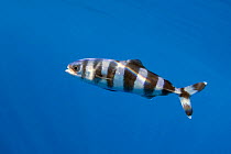 Pilot fish (Naucrates ductor) profile, Tenerife, Canary Islands.