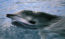 Gervais&#39; beaked whale (Mesoplodon europaeus) El Hierro, Canary Islands.