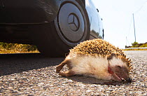 North African hedgehog (Atelerix algirus) run over by car. Canary islands.