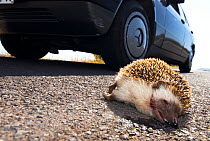 North African hedgehog (Atelerix algirus) run over by car. Canary islands.