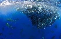 Yellowfin tuna (Thunnus albacares) hunting mackerel (Scomber colias) Tenerife, Canary Islands.
