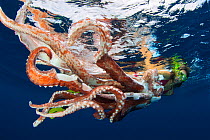 Diver looking at Giant squid ( Architeuthis) remains drifting in the open water, Tenerife, Canary Islands.