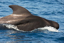 Pilot whale (Globicephala macorhynchus) at surface before diving, Tenerife, Canary Islands.