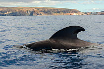 Pilot whale (Globicephala macorhynchus) dorsal fin. near the coast of Los Cristianos, Tenerife. Canary Islands.