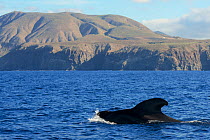 Pilot whale (Globicephala macorhynchus) at surface. Montana de Guaza,Tenerife, Canary Islands.