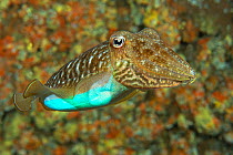 Cuttlefish (Sepia officinalis) changing its colour to a bright blue, Tenerife, Canary Islands.