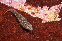 Clingfish (Apletodon incognitus) Tenerife, Canary Islands.