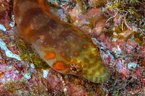 Connemarra clingfish (Lepodogaster candolii) Tenerife, Canary Islands.