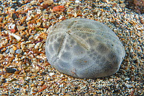 Carapace / shell of Sea urchin (Brissus unicolor) Tenerife, Canary Islands.