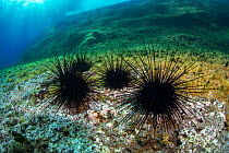 Long-spined sea urchin=s (Diadema africanum antillarum) Tenerife, Canary Islands.