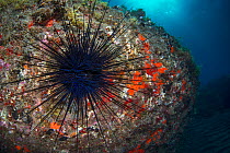 Long-spined sea urchin (Diadema africanum antillarum), wide angle view, Tenerife, Canary Islands.