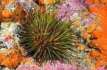 Sea urchin (Paracentrotus lividus) Tenerife, Canary Islands.