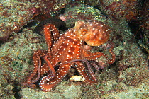 White spotted octopus (Octopus macropus) Tenerife, Canary Islands.