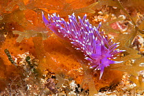 Nudibranch (Flabelina affinis)Tenerife, Canary Islands.