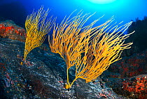 Yellow seafan (Leptogorgia viminalis) La Gomera, Canary Islands.