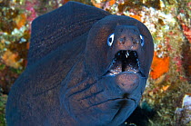 Black moray eel (Muraena augusti) Tenerife, Canary Islands.