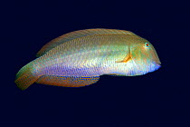 Pearly razorfish (Xyrichthys novacula) Tenerife, Canary Islands.