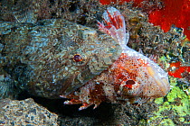 Lizardfish (Synodus synodus) trying to eat a scorpionfish, Tenerife.