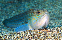 Greater weever fish (Trachinus draco) portrait, Tenerife, Canary Islands.