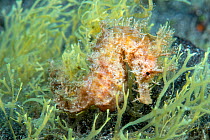 Short-snouted seahorse (Hippocampus hippocampus)Tenerife, Canary Islands.
