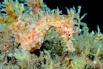 Short-snouted seahorse (Hippocampus hippocampus) Tenerife, Canary Islands.