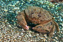 Atlantic sponge crab (Dromia marmorea) portrait, Tenerife, Canary Islands.