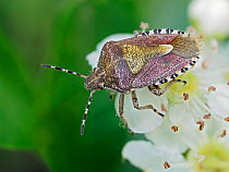 Hairy shield bug / Sloe bug (Dolycoris baccarum) on Hawthorn blossom, Hertfordshire, England, UK, April - Focus Stacked