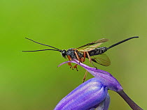 Ichnumen wasp (Lissonata Sp.) female resting on a Bluebell flower, Hertfordshire, England, UK, April - Focus Stacked