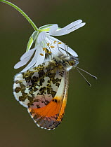 Orange tip butterfly (Anthocharis cardamines) male on Greater stitchwort flower in English woodland, Hertfordshire, England, UK, April.