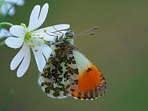 Orange tip butterfly (Anthocharis cardamines) male on Greater stitchwort flower in English woodland, Hertfordshire, England, UK, April.