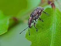 Weevil (Phyllobius pyri) often found on Oak trees early in the spring, Hertfordshire, England, UK, April. Focus Stacked