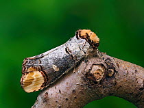 Buff-tip moth (Phalera bucephala) showing camouflage on Oak twig, Hertfordshire, England, Uk, April - Focus Stacked