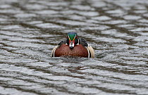 Wood duck (Aix sponsa) male in breeding plumage. Early spring in Acadia National Park, Maine, USA. April.