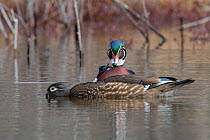 Wood duck (Aix sponsa) pair in early spring. Acadia National Park, Maine, USA. April.
