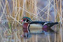 Wood duck (Aix sponsa) male in breeding plumage. Acadia National Park, Maine, USA. April.