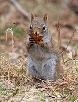 American red squirrel (Tamiasciurus hudsonicus). feeding, Acadia National Park, Maine, USA. April.