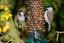 Marsh tit (Parus palustris) pair feeding on peanuts in a bird feeder near Forsythia flowers in the background, Wiltshire, UK, April.