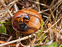 Two-coloured mason bee (Osmia bicolor) emerging from her nest site in a Brown-lipped snail (Cepaeae nemoralis) shell on chalk grassland, near Bath, Somerset, UK, April. The bee provisions the snail sh...