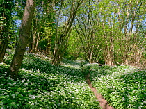Footpath through Wild garlic / Ramsons (Allium ursinum) carpeting woodland floor in spring, Wiltshire, UK, April.