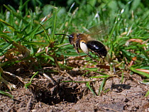 Chocolate mining bee (Andrena scotica) female flying down to her nest burrow with loaded pollen baskets to provision her brood cells, Wiltshire garden, UK, April.
