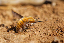 Common bee fly (Bombylius major) rubbing the tip of her abdomen in loose, sandy soil to fill her sand chamber where eggs are coated in sand, perhaps to improve aim and survival when eggs are dropped n...
