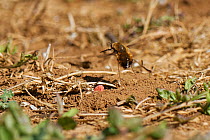 Dotted bee fly (Bombylius discolour) female hovering while flicking its tail down to "bomb" eggs onto the ground near the nest entrance of a Yellow-legged mining bee (Andrena flavipes), its main host,...