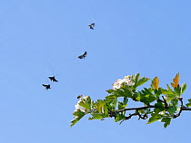Green fairy longhorn moths (Adela / Adela reaumurella) in a group courtship display flight above a Hawthorn tree (Crateagus monogyna), Wiltshire, UK, April.