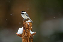 Black-capped Chickadee (Poecile atricapilla) perched on tree stump, calling, Massachusetts, USA. April.