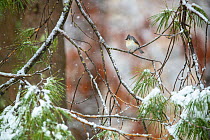 Tufted titmouse (Baeolophus bicolor) perched on pine boughs during spring snowfall. Massachusetts, USA. April.