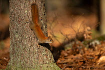 American red squirrel (Tamiasciurus hudsonicus) climbing down tree trunk, Massachusetts, USA. April.