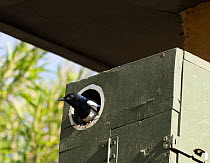 Oriental magpie robin  (Copsychus saularis) male at nest box Whitefield, Bangalore, India, March.